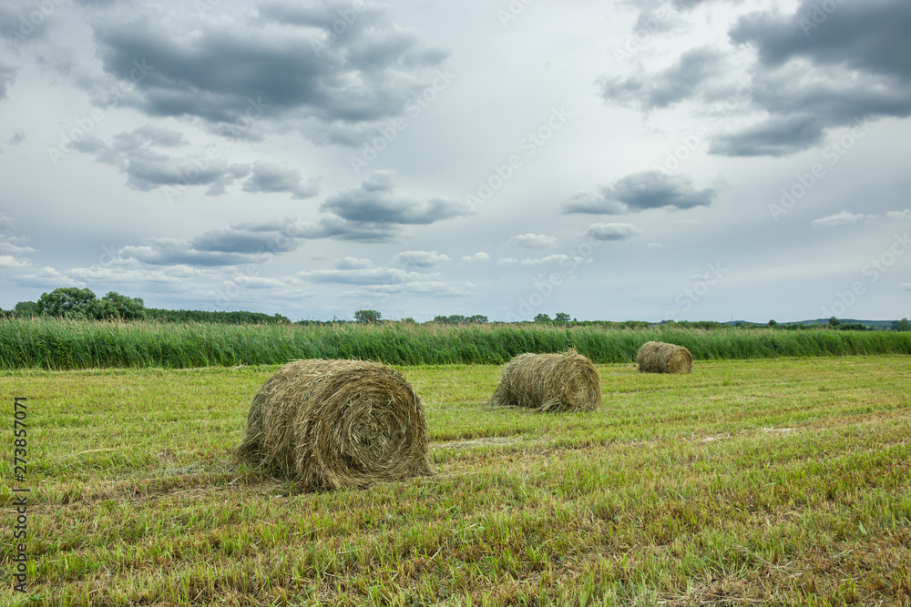 Bales of grass in the meadow and gray clouds on the sky