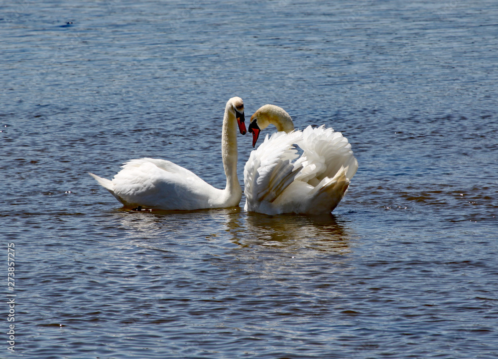 Fototapeta premium Two white swans stay close to each other on the river Axe estuary in Devon.