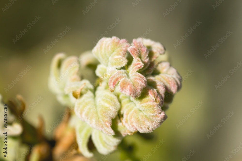 Quercus pyrenaica springtime leaves close up Quercus pyrenaica springtime leaves close up