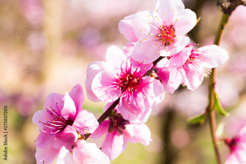 Obraz premium blooming peach trees in spring