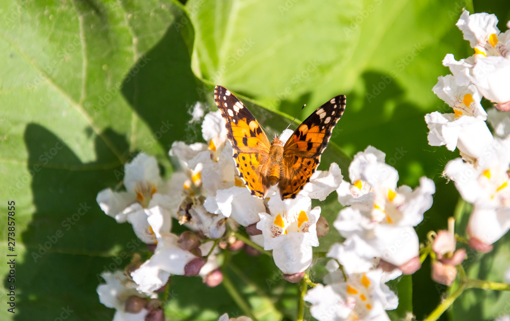 Butterflies are one of the most amazing creatures. Butterflies are one of the most amazing creatures.