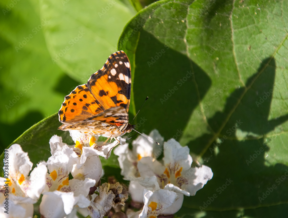 Obraz premium Butterflies are one of the most amazing creatures.