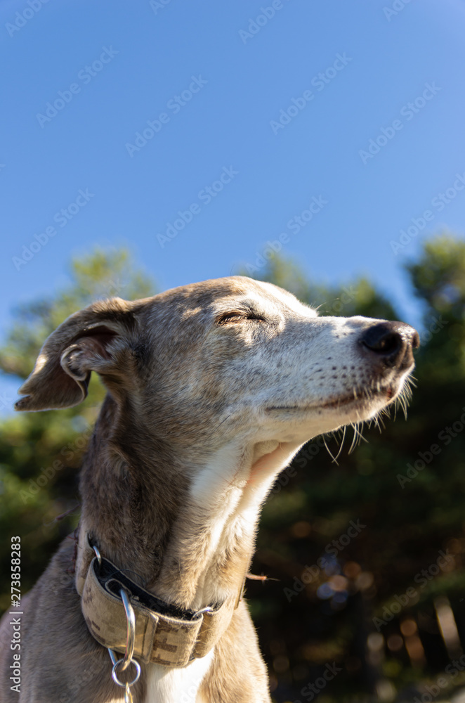 Portrait of a greyhound with forest in background Portrait of a greyhound with forest in background