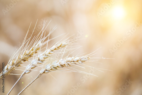 Wheat closeup. Wheat field. Rural scenery under shining sunlight