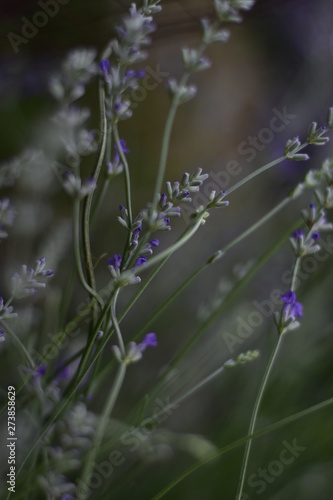 Wallpaper Mural blue flowers on green background Torontodigital.ca