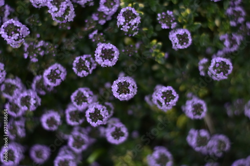 Wallpaper Mural flowers in the garden Torontodigital.ca