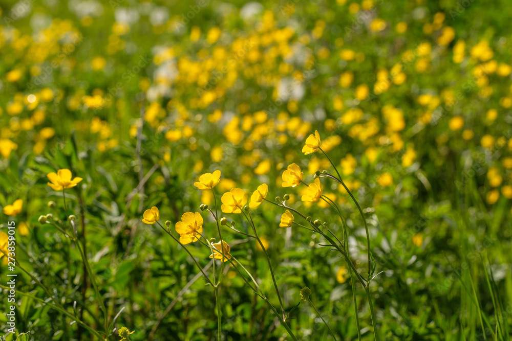 Wiese mit Hahnenfuß (Ranunculus)