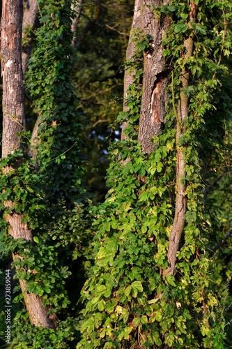 Wallpaper Mural tree in forest Torontodigital.ca