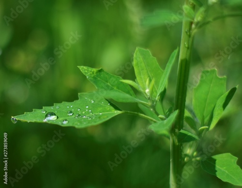 Wallpaper Mural green leaf with water drops Torontodigital.ca