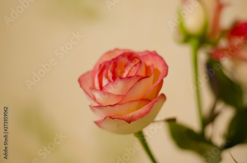 Cream rose flower on a plain background