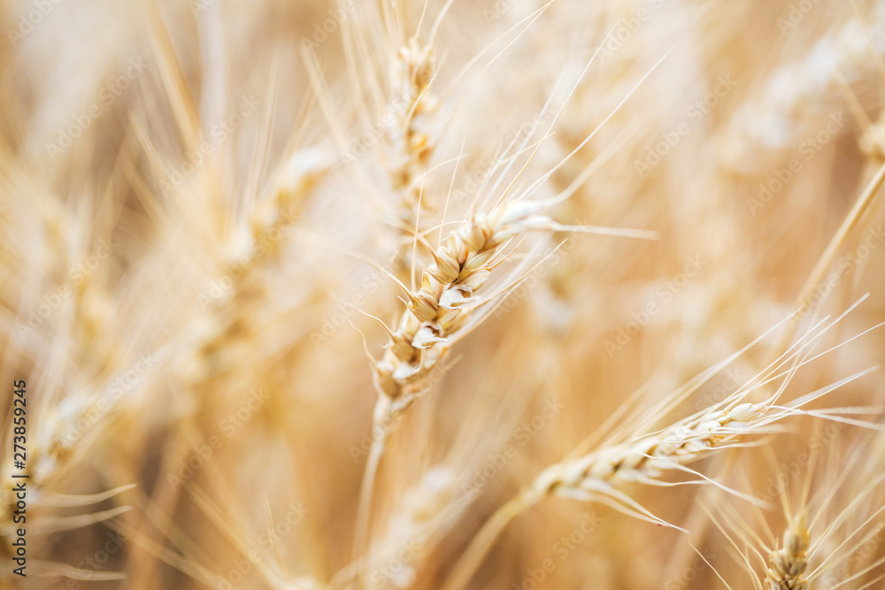 Wheat field. Ears of golden wheat closeup. Wheat field. Ears of golden wheat closeup.