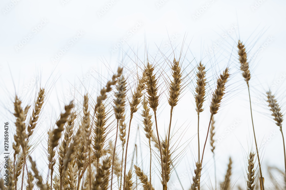 Golden field of wheat . Agriculture farm and farming concept Golden field of wheat . Agriculture farm and farming concept