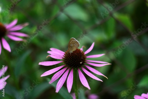 Wallpaper Mural butterfly on flower Torontodigital.ca