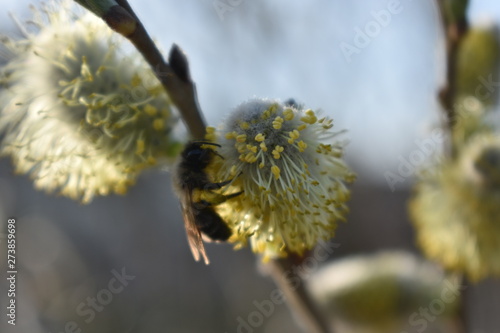 Wallpaper Mural bee on a flower Torontodigital.ca