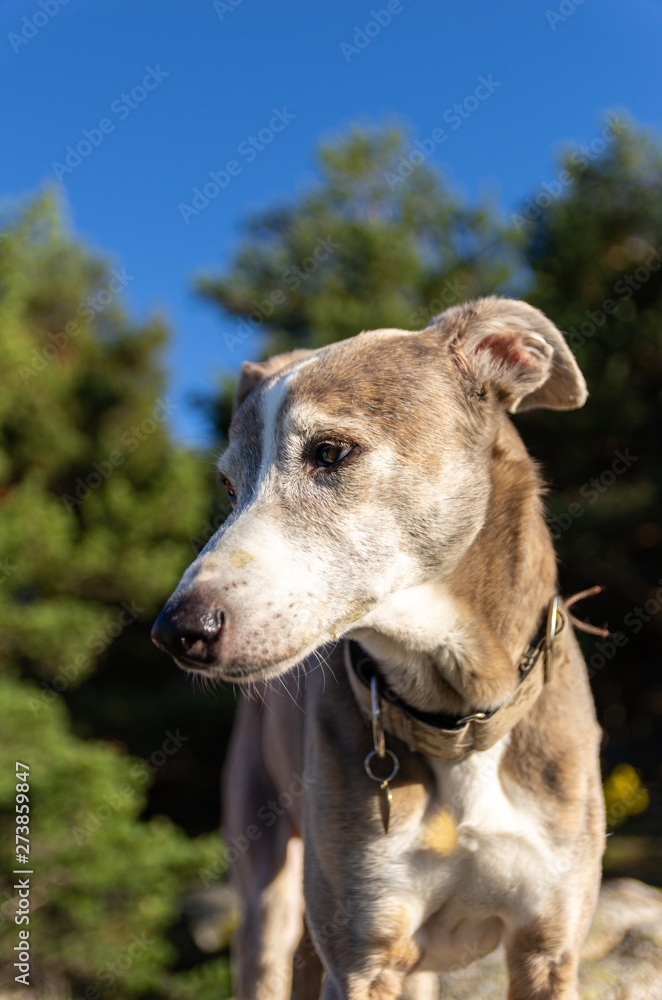 Portrait of a greyhound with forest in background