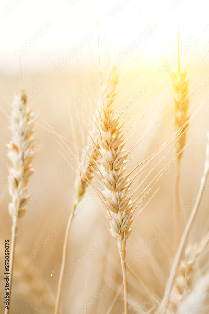 Golden field of wheat . Agriculture farm and farming concept Golden field of wheat . Agriculture farm and farming concept