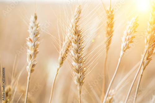 Golden field of wheat . Agriculture farm and farming concept