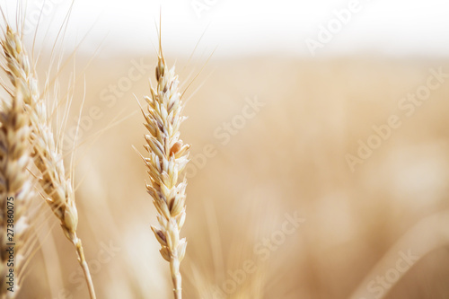 Wheat closeup. Wheat field. Rural scenery under shining sunlight