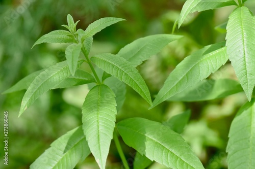 Lemon Beebrush, Lemon Verbena, Aloysia citrodora