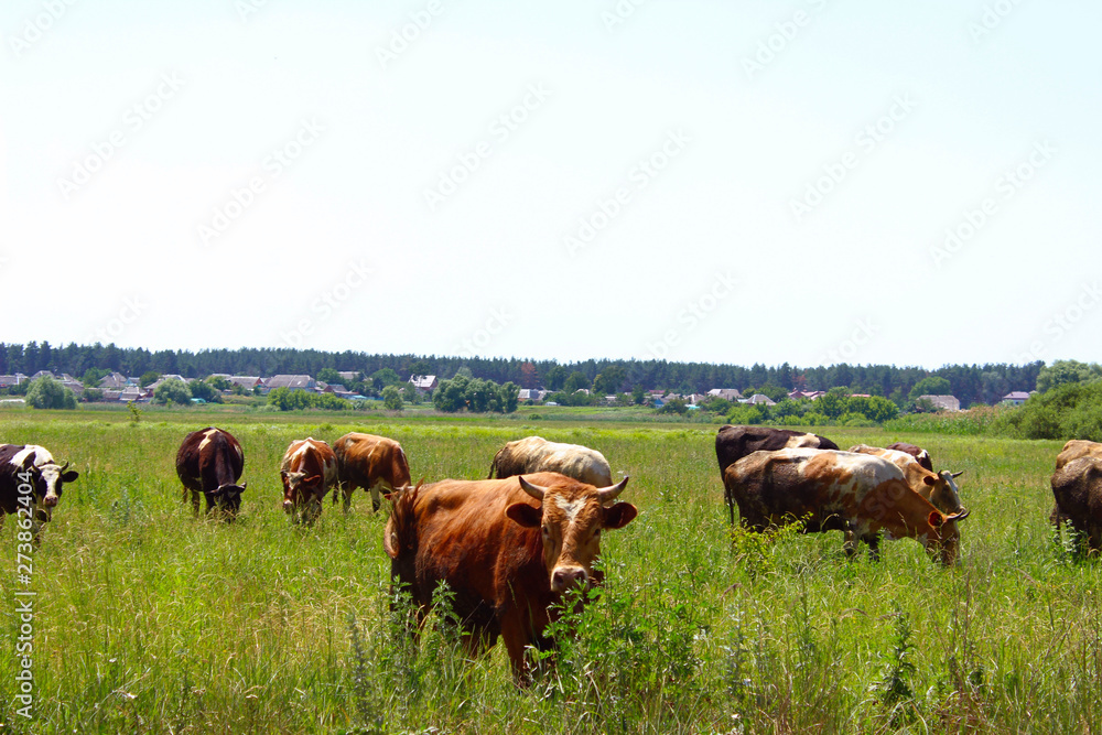 Cows Standing In Farm Pasture. Shot Of A Herd Of Cattle On A Dairy Farm. Nature, Farm, Animals Concept. Meadow and Cows. Cows Standing In Farm Pasture. Shot Of A Herd Of Cattle On A Dairy Farm. Nature, Farm, Animals Concept. Meadow and Cows.