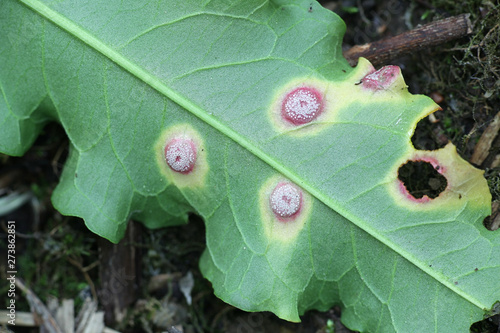 Puccinia phragmitis, a rust fungus called dock rust,  growing on Rumex crispus, the curly dock photo