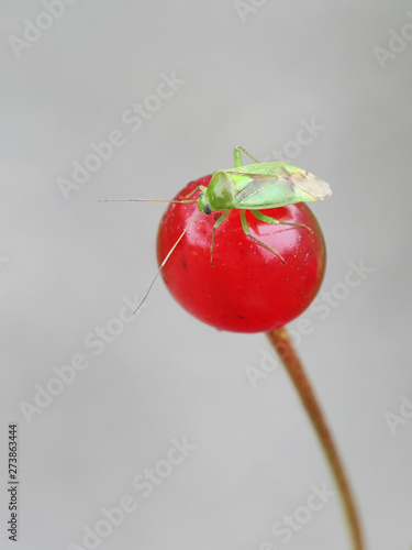 Neolygus contaminatus, a  green mirid bug on a  red cherry photo