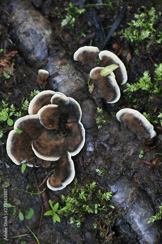 Bjerkandera adusta , known as the Smoky bracket fungus