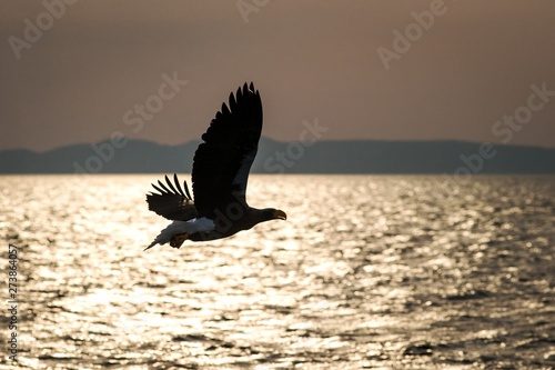 White-tailed eagle in flight, eagle flying against pink sky in Hokkaido, Japan, silhouette of eagle at sunrise, majestic sea eagle, wildlife scene, wallpaper, bird with outstretched wings, Asia © Ji