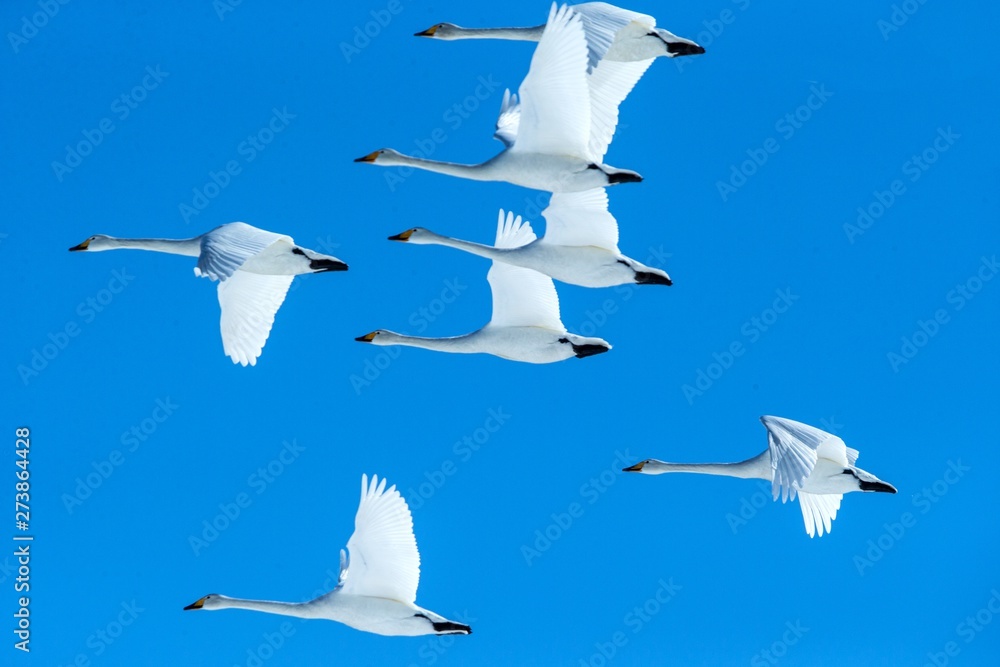 Obraz premium Flock of whooper swans (Cygnus cygnus) in flight with outstretched wings against blue sky, winter, Hokkaido, Japan, beautiful royal white birds flying, elegant animal, exotic birding in Asia