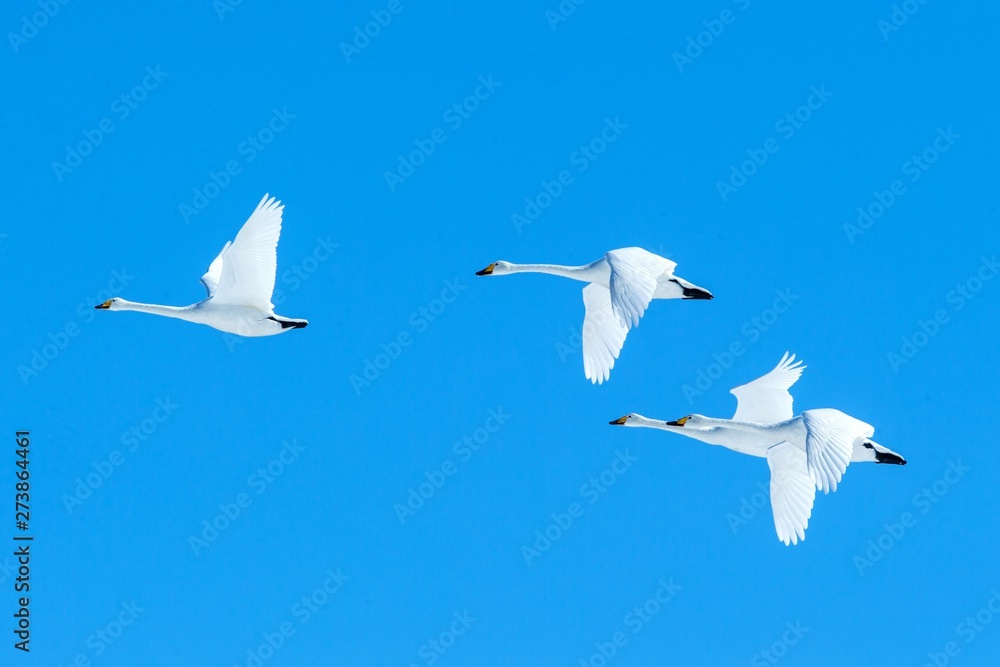 Flock of whooper swans (Cygnus cygnus) in flight with outstretched wings against blue sky, winter, Hokkaido, Japan, beautiful royal white birds flying, elegant animal, exotic birding in Asia