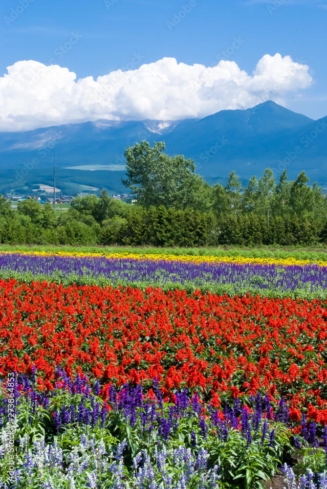 Flower Garden of Tomita Farm, Nakafurano-town, Hokkaido - 北海道・中富良野町・富田ファームのお花畑