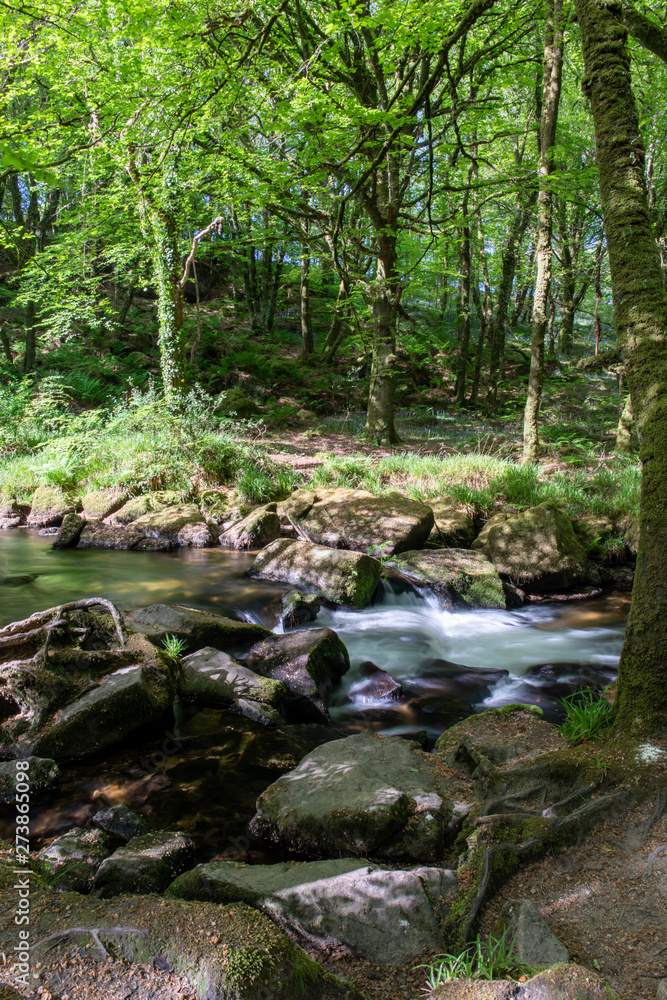 Draynes wood, alongside the River Fowey at Golitha Falls Draynes wood, alongside the River Fowey at Golitha Falls