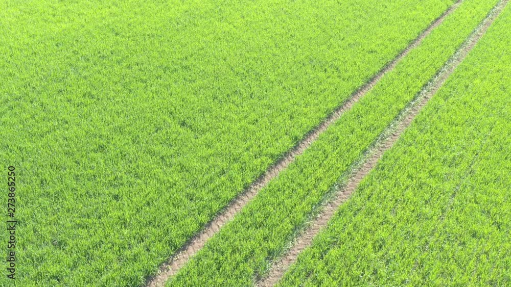 Flying above green wheat by early spring 4K drone video Flying above green wheat by early spring 4K drone video