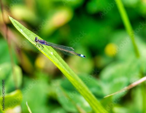 detail of dragon fly