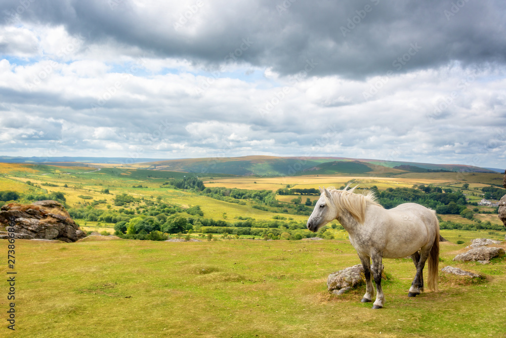 Dartmoor Pony near Saddle Tor, Dartmoor, Devon, UK