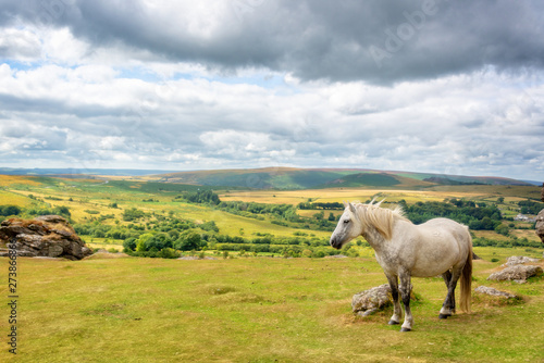 Dartmoor Pony near Saddle Tor  Dartmoor  Devon  UK