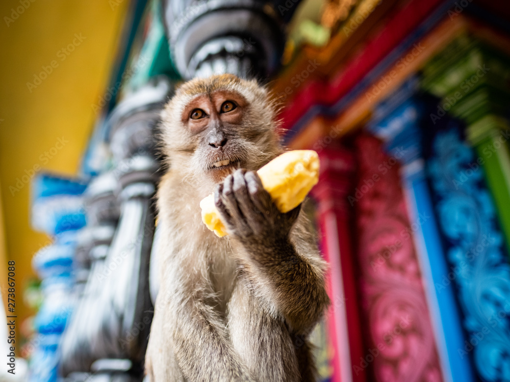 Obraz premium Małpa z bananem w jaskiniach Batu, Kuala Lumpur, Malezja