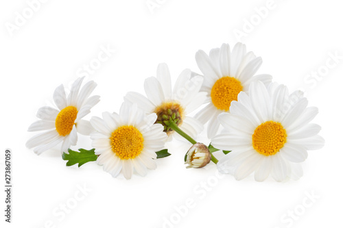 White Daisies  Marguerite  isolated  including clipping path without shade.