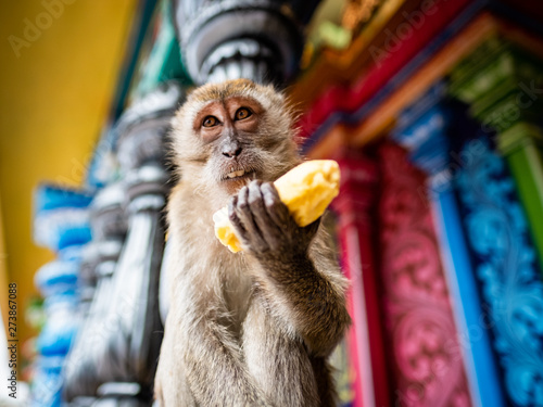 Monkey with a banana at the Batu Caves, Kuala Lumpur, Malaysia