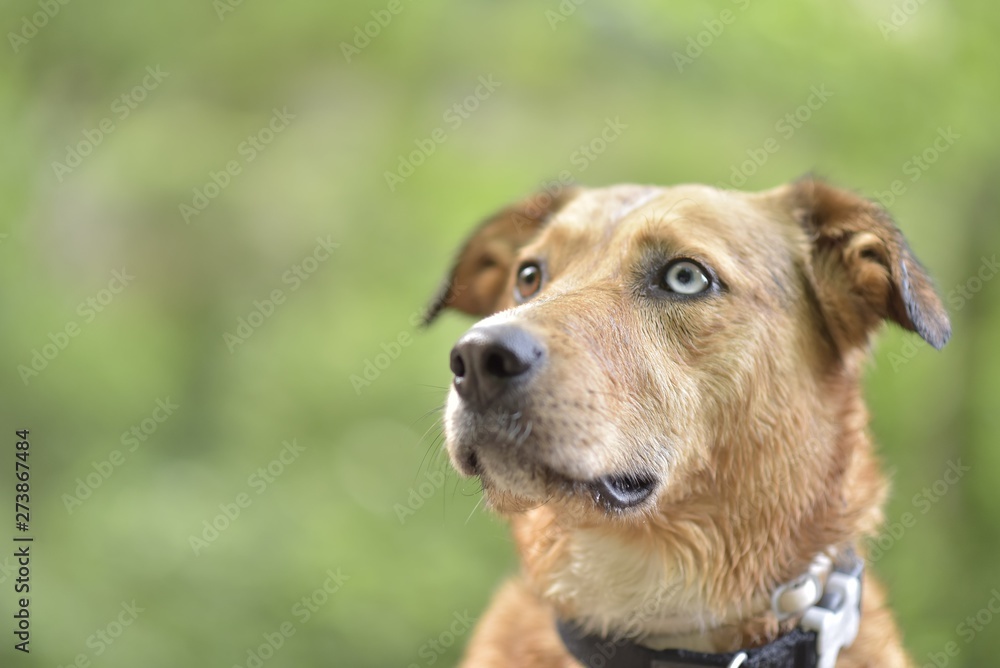 Retrato de perro con heterocromía