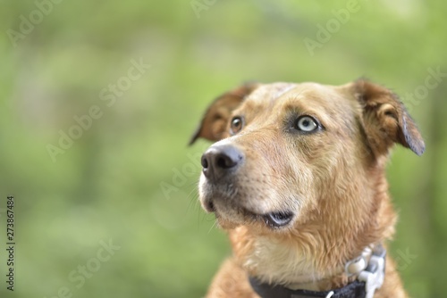 Retrato de perro con heterocromía