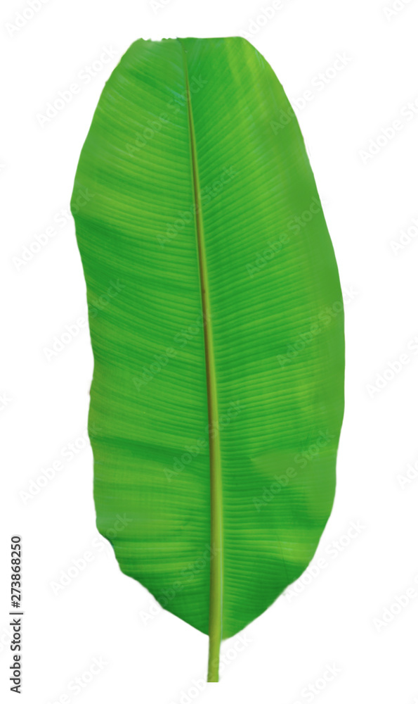 Obraz premium Banana leaf isolated on white background