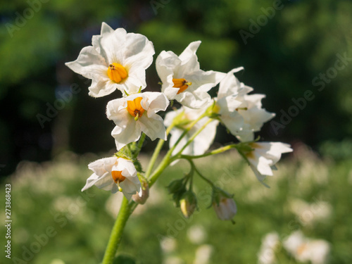 Fototapeta Naklejka Na Ścianę i Meble -  Blooming potato flowers.