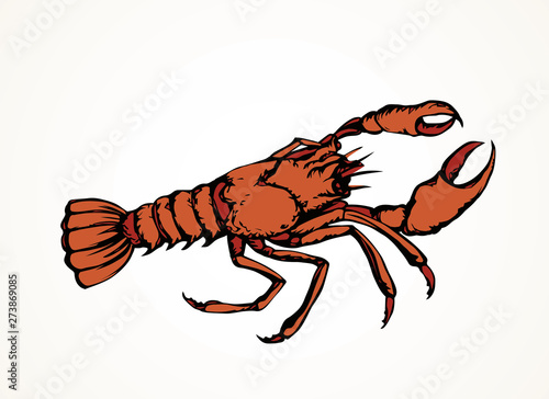 Lobster. Vector drawing