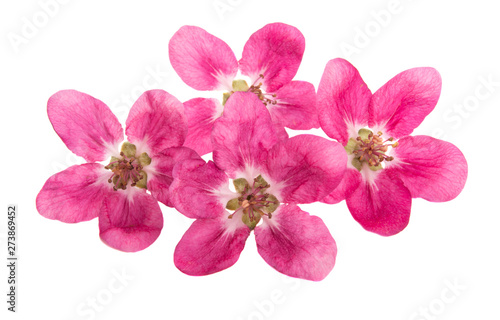 red apple flowers isolated
