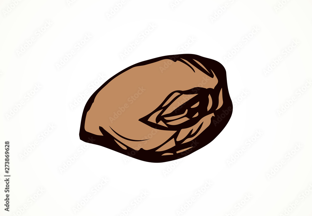 Cocoa Fruits. Vector drawing Cocoa Fruits. Vector drawing