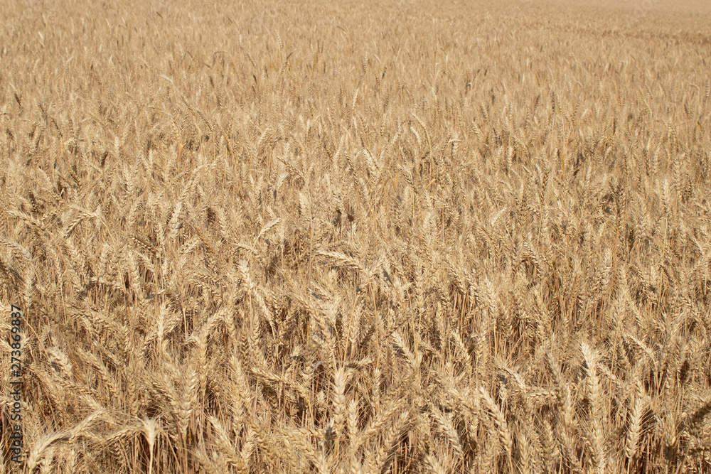 Agricultural landscape, field of ripe rye Agricultural landscape, field of ripe rye