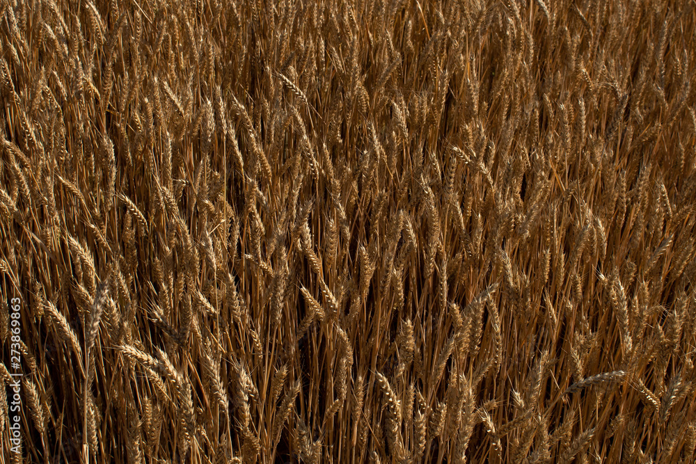 Agricultural landscape, field of ripe wheat Agricultural landscape, field of ripe wheat