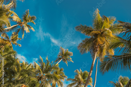 Tropical palm tree and blue sky. Caribbean island