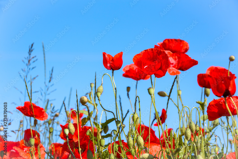 Fototapeta premium Blühendes Mohnfeld auf landwirtschaftlicher Fläche